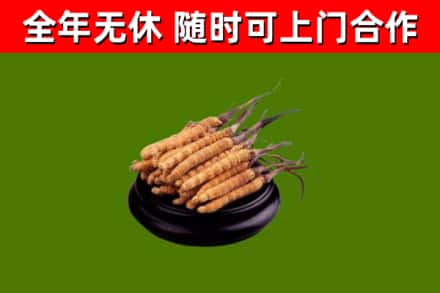 宜都市回收散虫草